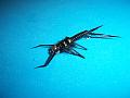 misc flies 2-11 028